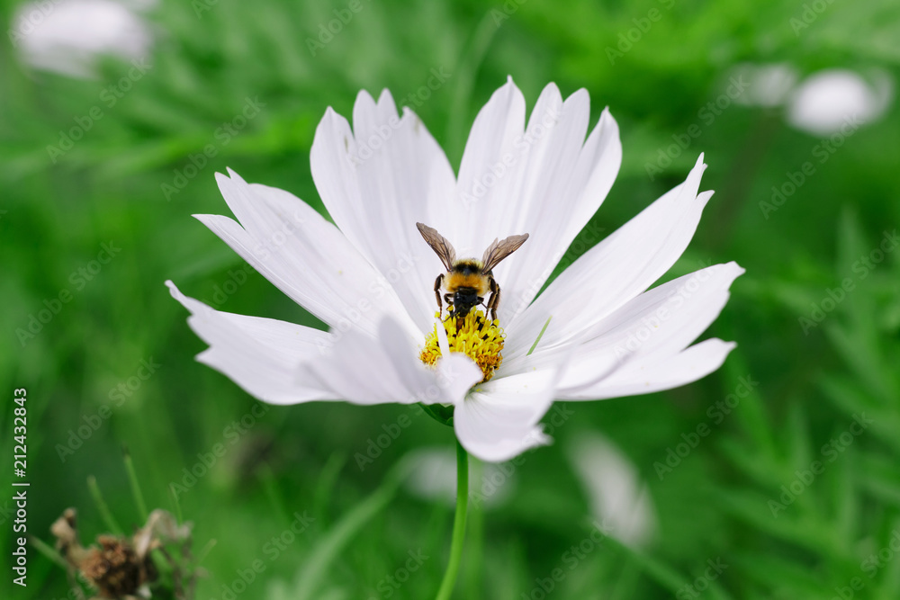 Obraz premium Bee on cosmos flowers in garden and blurred background as natural concept.