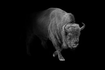 Fototapete Büffel Europäischer Wisent in freier Wildbahn  © Effect of Darkness