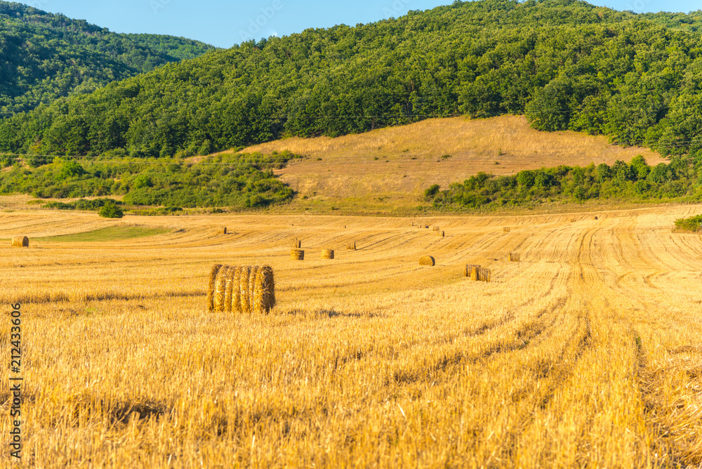 field of wheat in tuscany
