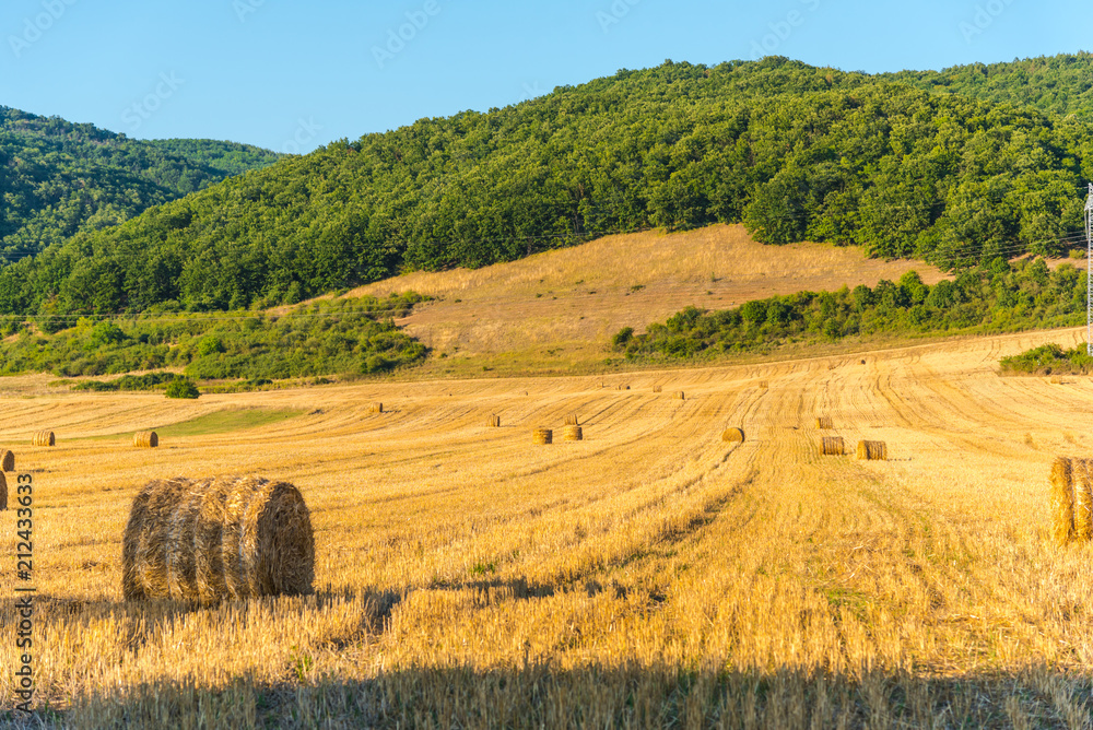 field of hay