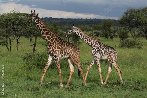 Giraffe  Masai Giraffes  Serengeti