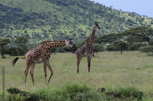 Giraffe  Masai Giraffes  Serengeti