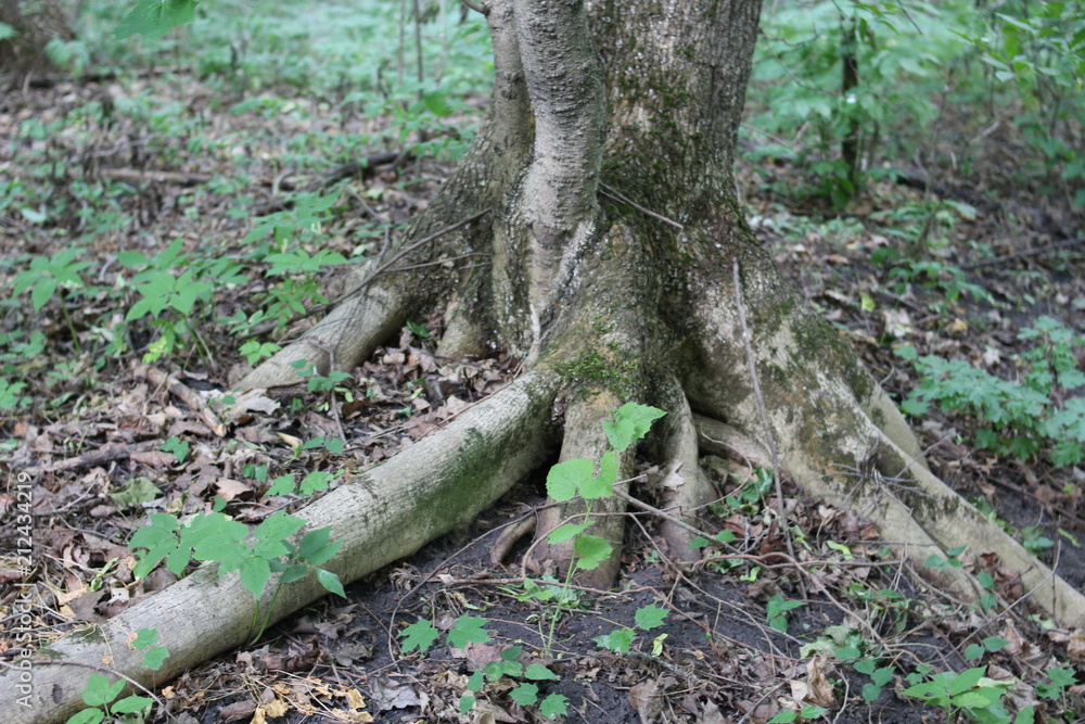 Tree roots