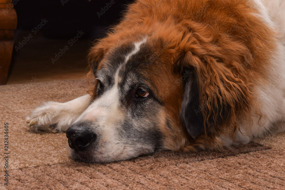 great smart dog great smart dog