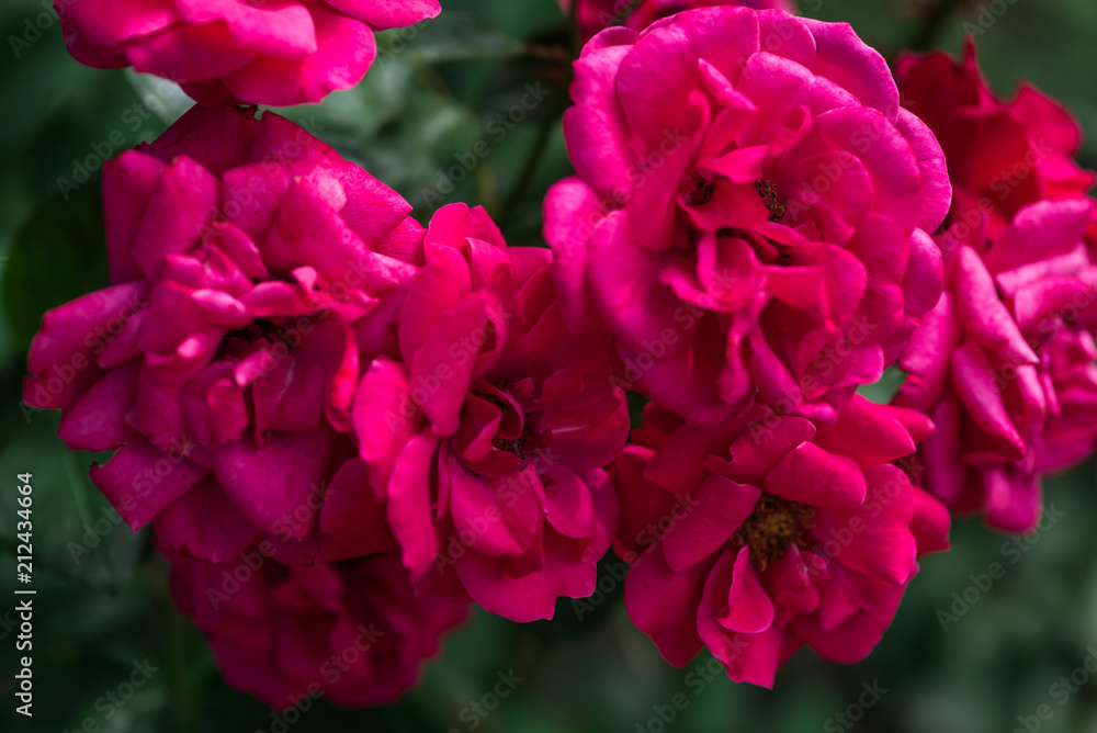 Beautiful flowers at the springtime Beautiful flowers at the springtime