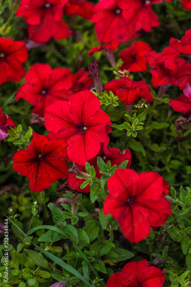 red hibiscus flower red hibiscus flower