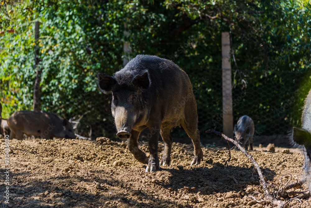 Fototapeta premium wild boar 
