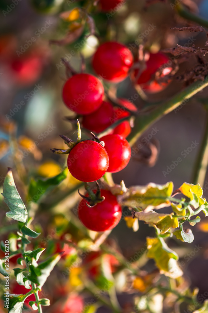 Vegetables in the garden