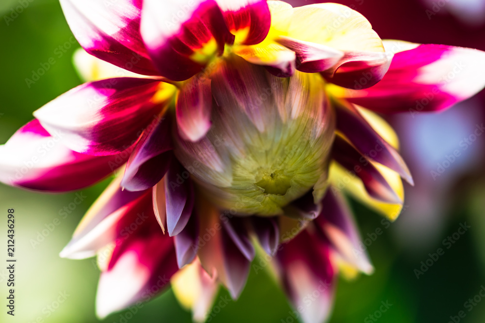 Fototapeta premium Beautiful Dahlia flower