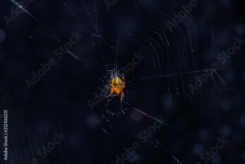 Petite araignée jaune mangeant sa proie