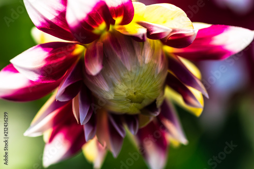 Beautiful Dahlia flower