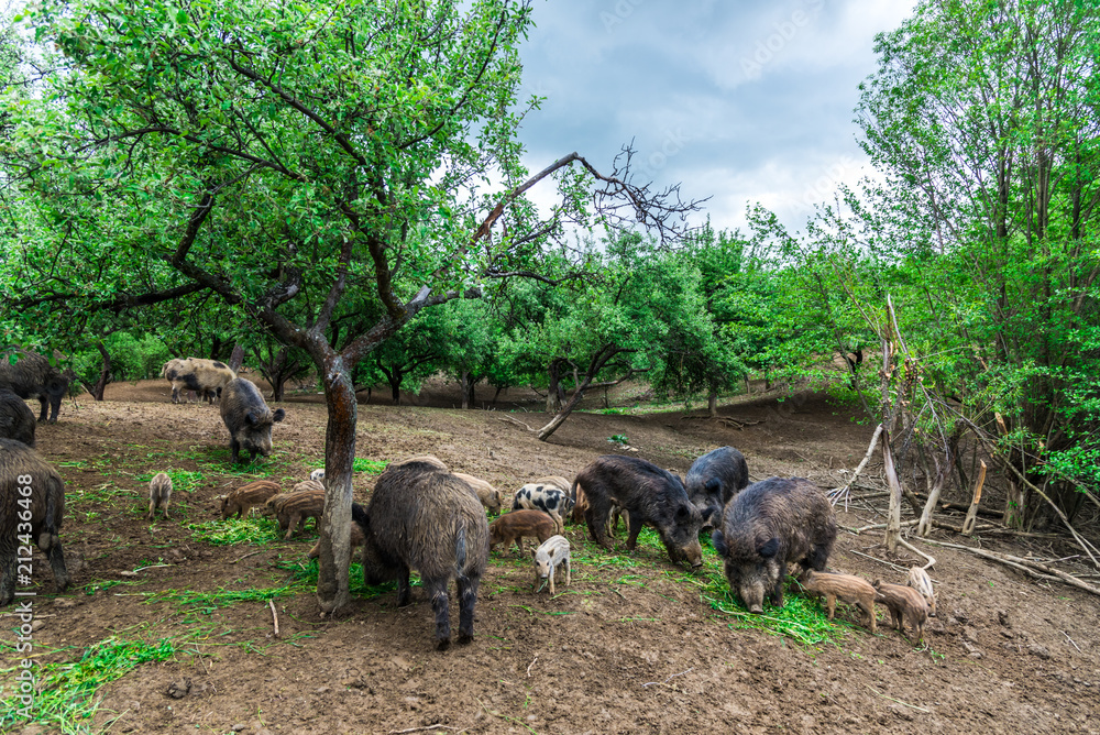 Wild boars Wild boars