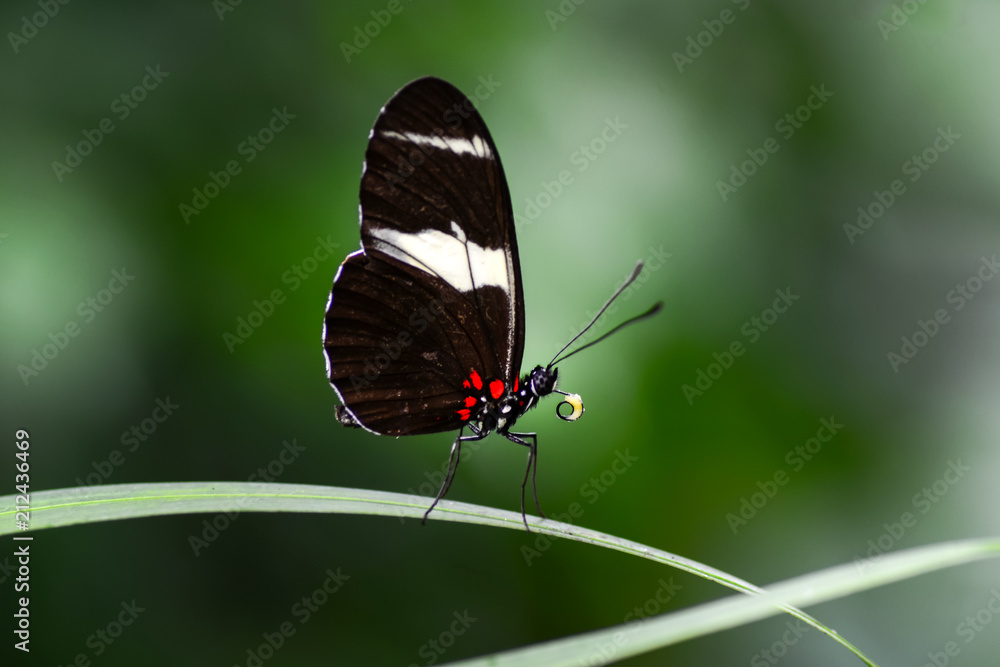 Fototapeta premium Closeup beautiful butterfly & flower in the garden.