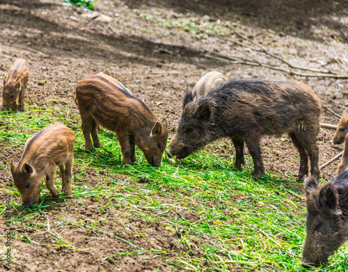 Wild boars