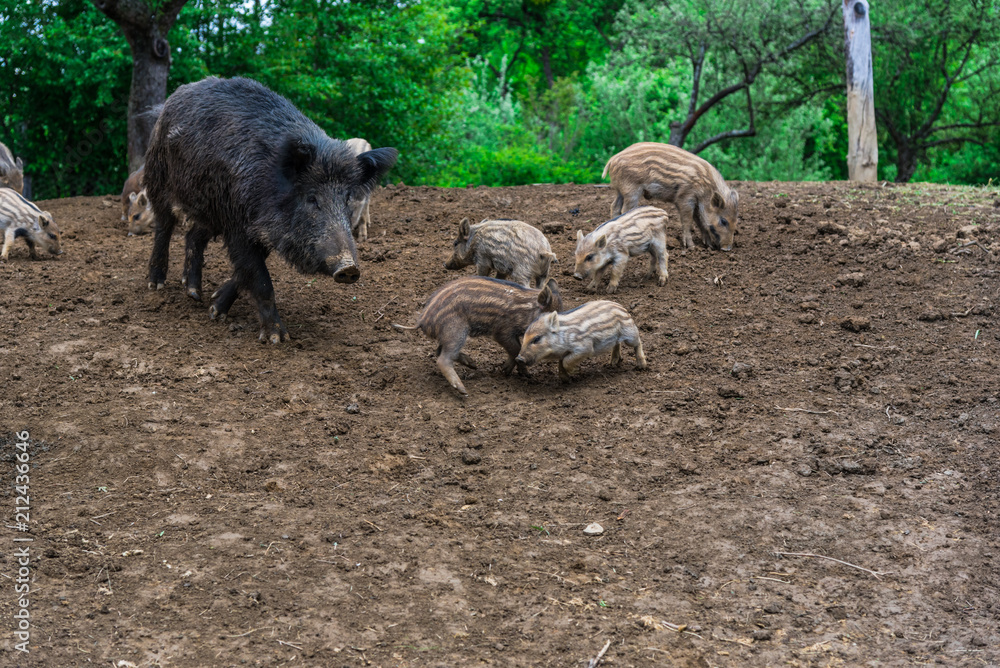 Fototapeta premium Wild boars