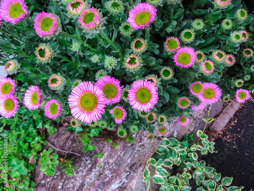 Seaside Daisy or Beach Aster in the Seaside Village of Instow on the Coast in Devon, England, UK photo