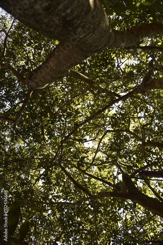 Tronco de árvore em floresta tropical	
