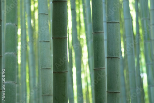 Nature background green Bamboo forest in Japan