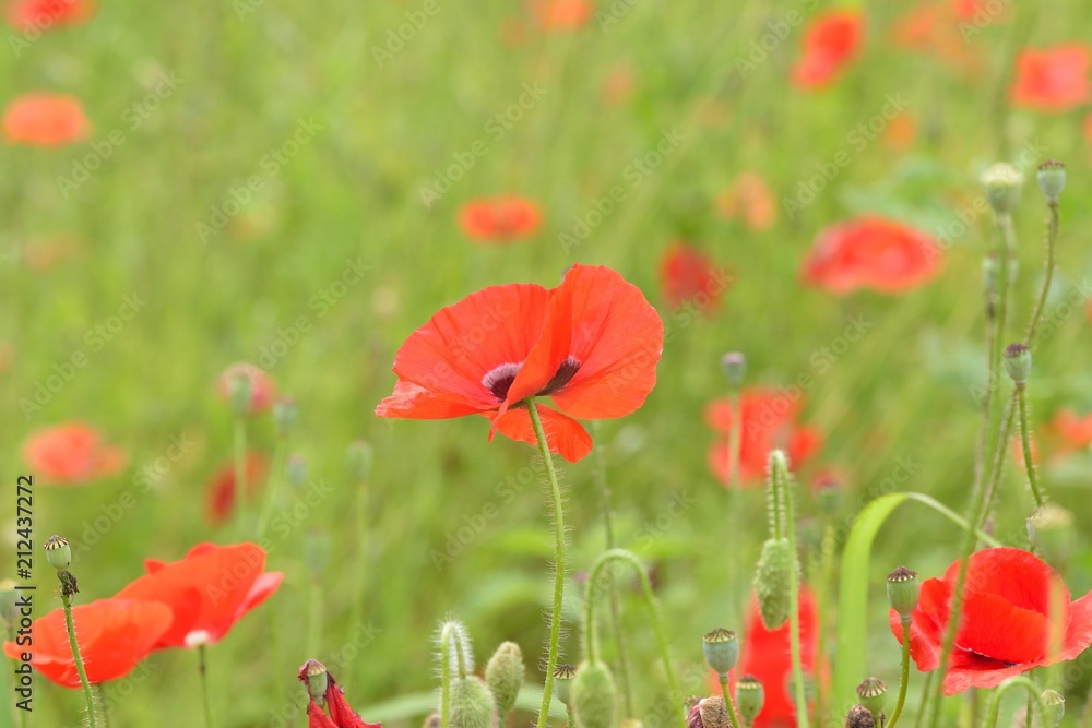 Fototapeta premium Macro details of colorful poppy flower fields
