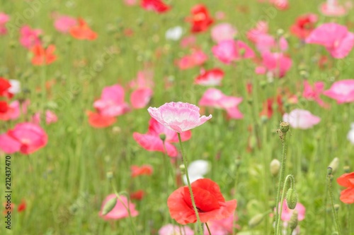 Macro details of colorful poppy flower fields