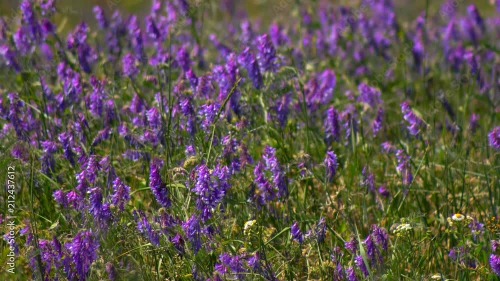 Spring meadow and many flowers. Wildflowers, Spring meadow with flowers. Ukrainian steppe with many purple colorful blooming flowers. European wild flora. Beautiful summer Landscape Spring meadow and many flowers. Wildflowers, Spring meadow with flowers. Ukrainian steppe with many purple colorful blooming flowers. European wild flora. Beautiful summer Landscape