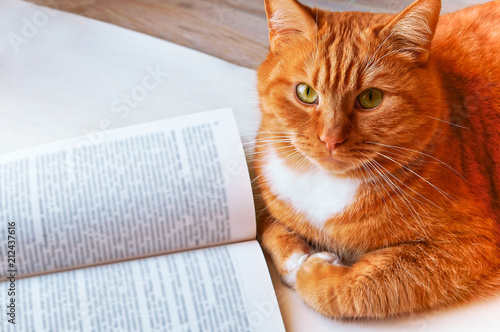 Cat near the books. Red Cat. Beautiful domestic red cat. The cat is clean healthy groomed.