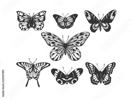 Butterfly insect animal engraving vector