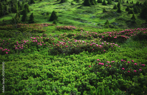 Green mountain meadow in French Alps.