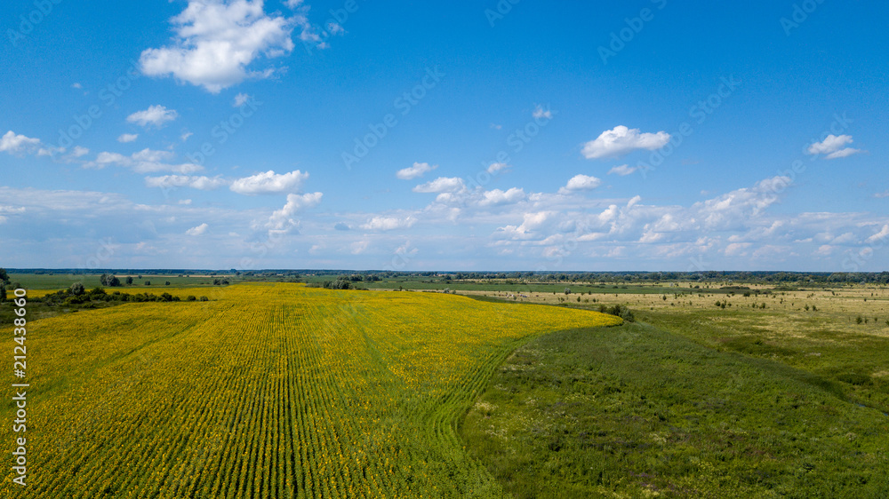 Fototapeta premium Aerial view of cultivated sunflower field in summer