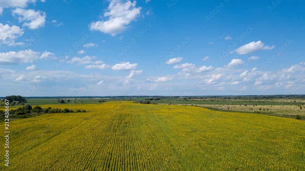 Fototapeta premium Aerial view of cultivated sunflower field in summer