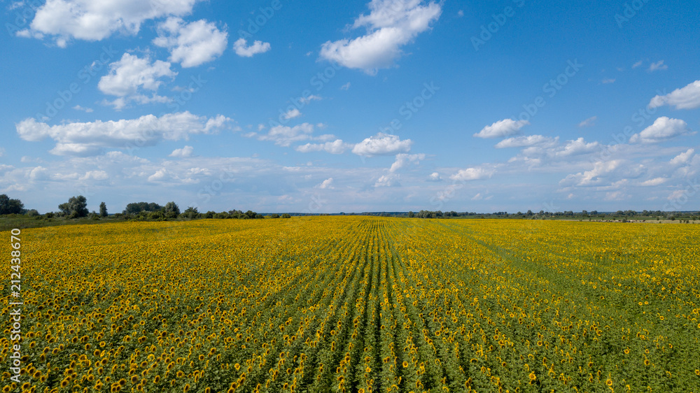 Aerial view of cultivated sunflower field in summer