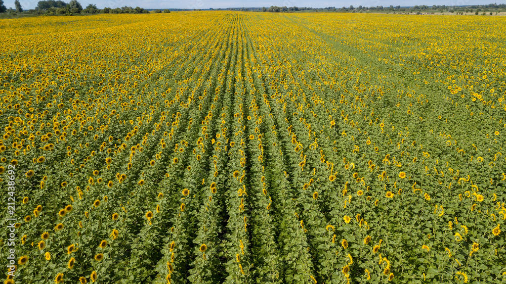 Aerial view of cultivated sunflower field in summer Aerial view of cultivated sunflower field in summer