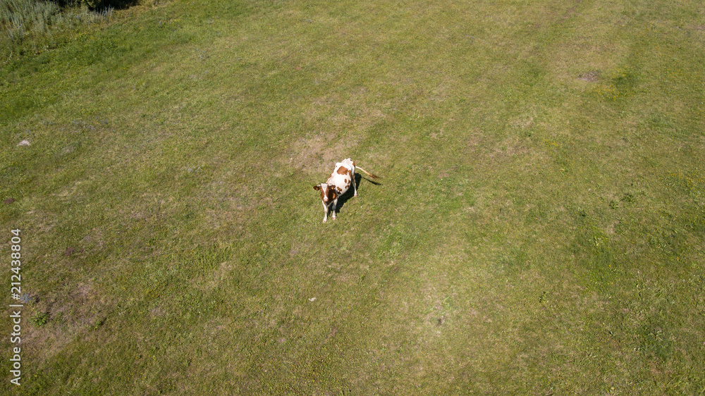Aerial view of a group of cows and their calfs