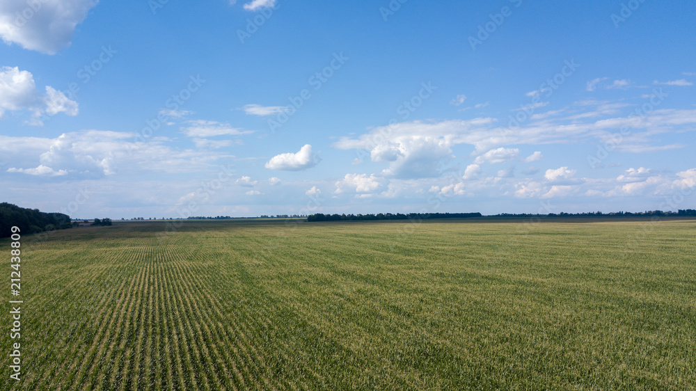 aerial view of a beautiful sunset over green corn fields - agricultural fields
