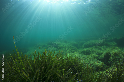 Green grass blue ocean underwater  © Richard Carey
