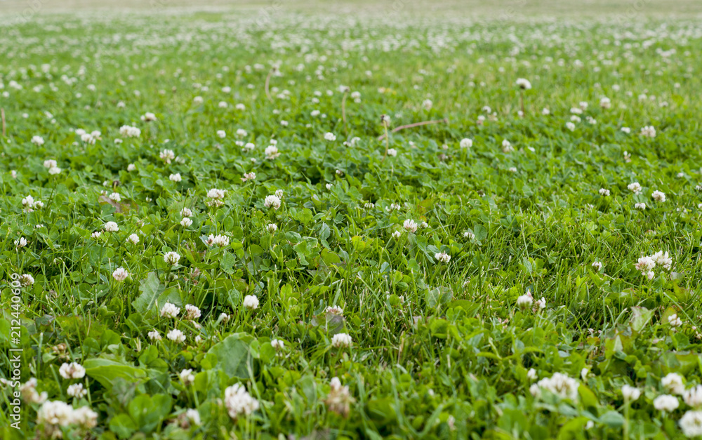 field of clovers in summer. background, nature. field of clovers in summer. background, nature.