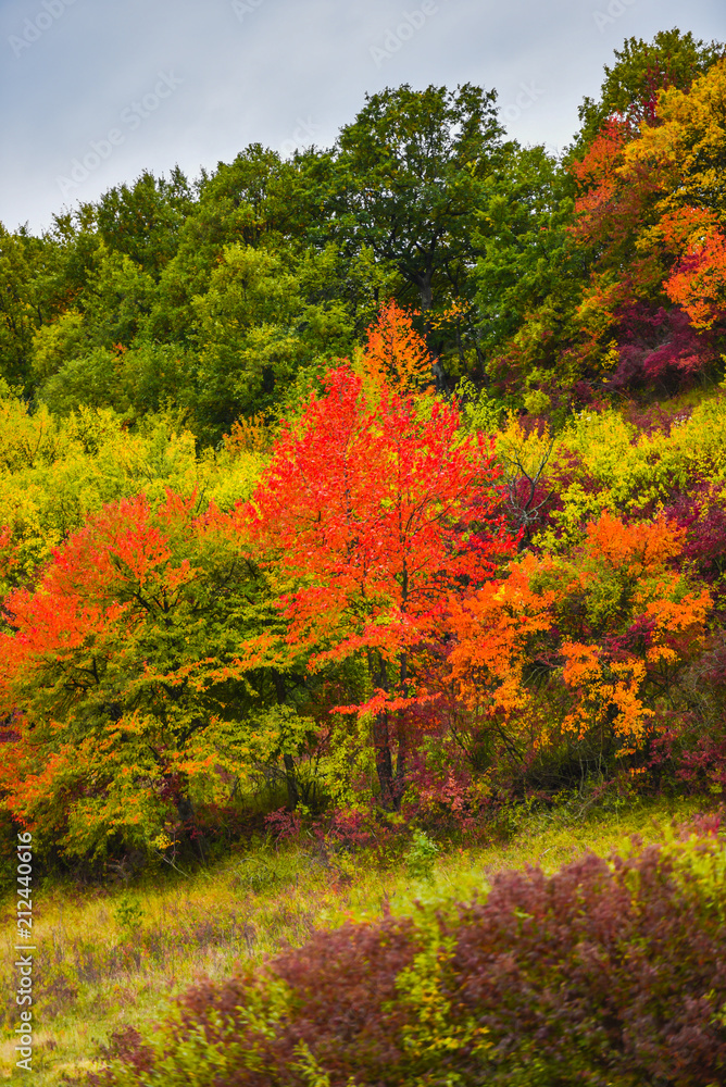 colorful autumn trees