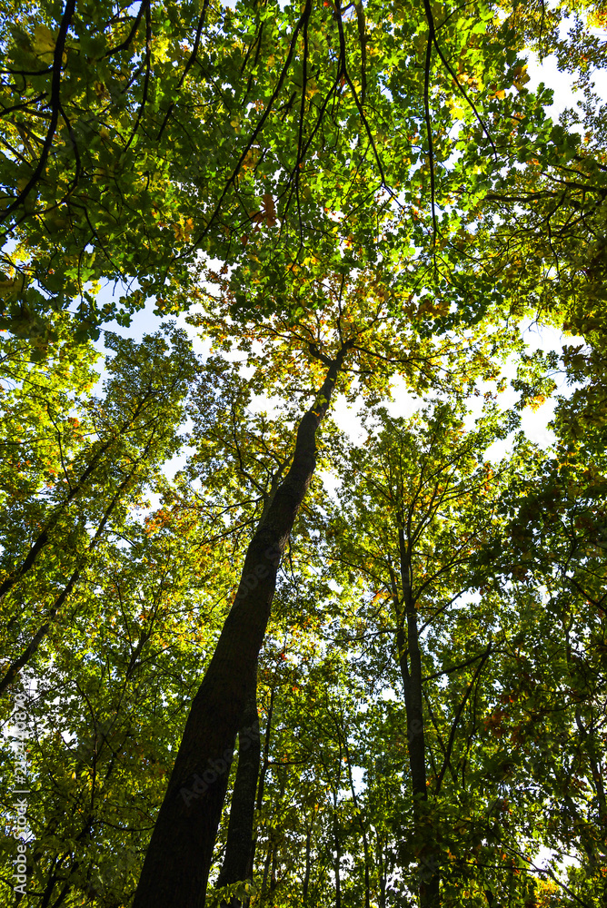 Fototapeta premium Landscape in the forest