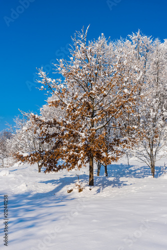 Fresh winter snow trees