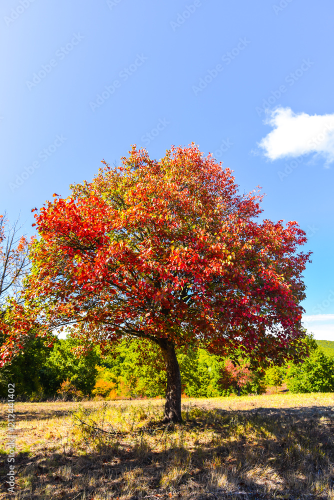 Naklejka premium Autumn colors of tree