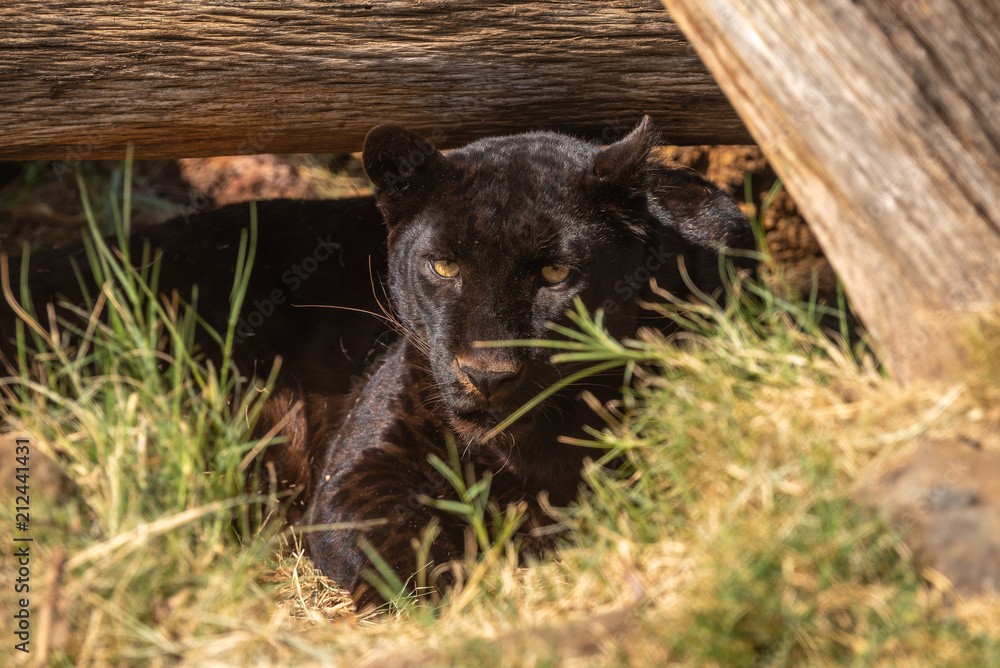 Black leopard, Panthera pardus, in captivity Black leopard, Panthera pardus, in captivity