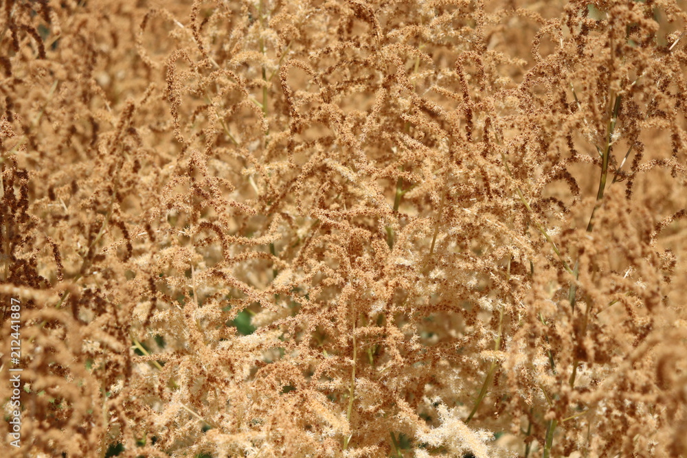 Brown texture of fern-like plant Brown texture of fern-like plant