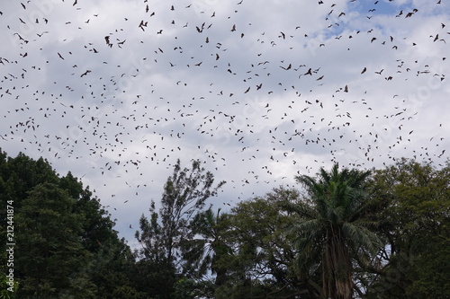 Bats, flying fox, Africa