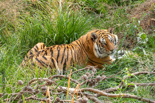 Tiger, Panthera tigris, the largest feline species