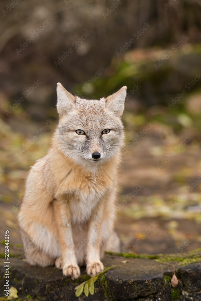 Fuchs Fuchs