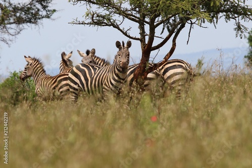 Zebra  herd of Zebras under a tree  Rwanda  Afrika