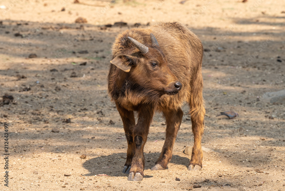 Fototapeta premium Cape buffalo calf looking to the side