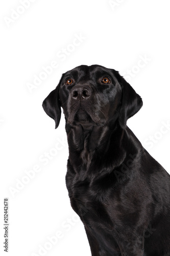 Portrait of the head of a female black labrador retriever dog isolated on a white background