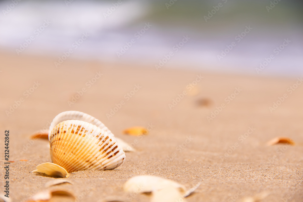 Obraz premium Shells on a beach and sea is behind