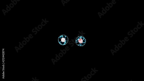 Mitosis, The Process Of Cell Division And Multiplication On Black Background